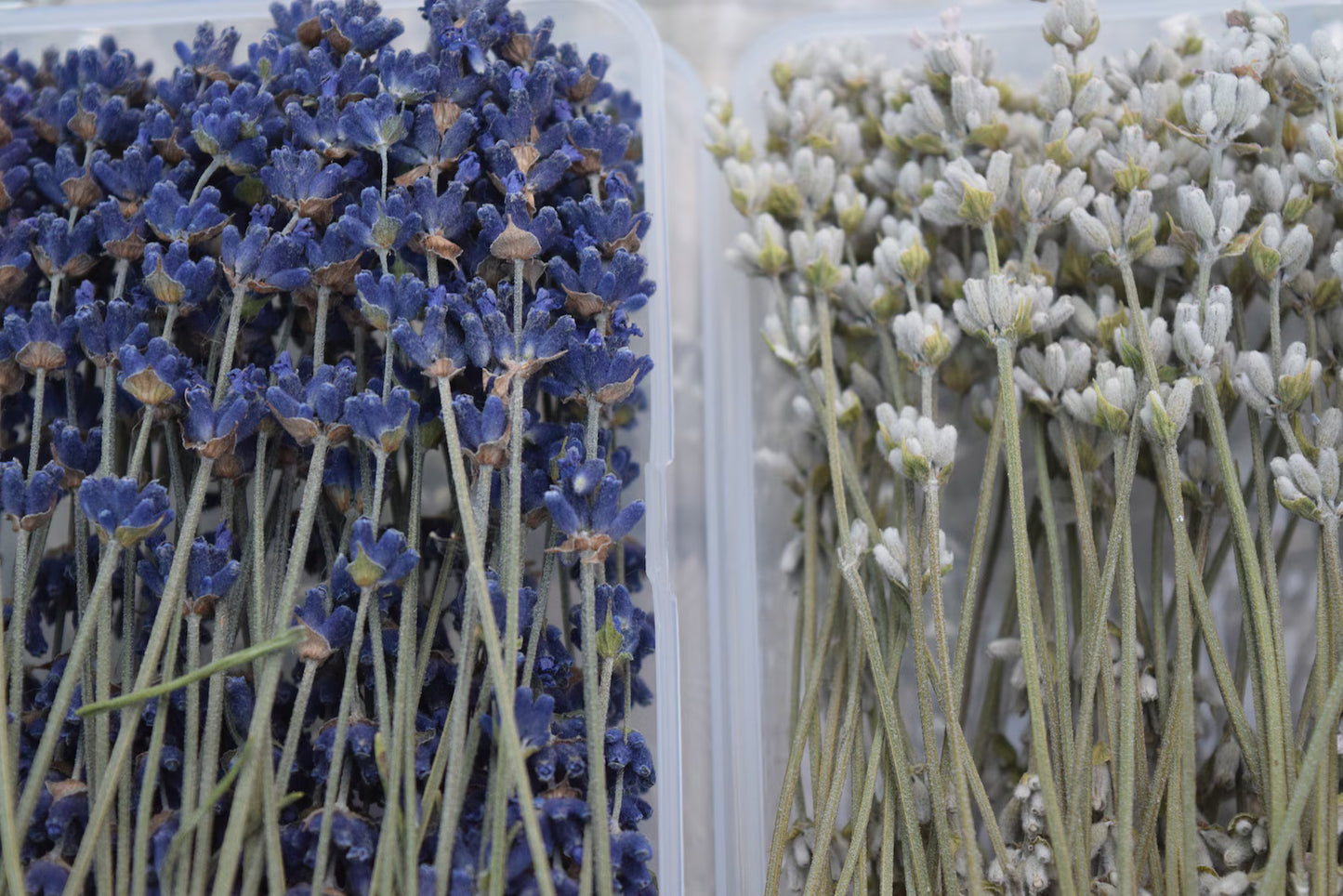 Lavender Culinary Cocktail Picks 50 Count 2 Sizes to Choose From Purple or White Specialty Drinks Garnish Topping