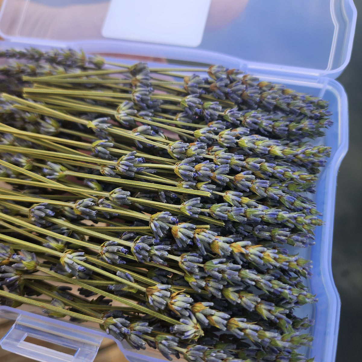 Lavender Decorative Accent Picks - 4" Long Stems 100, 150, 200 Bulk Box