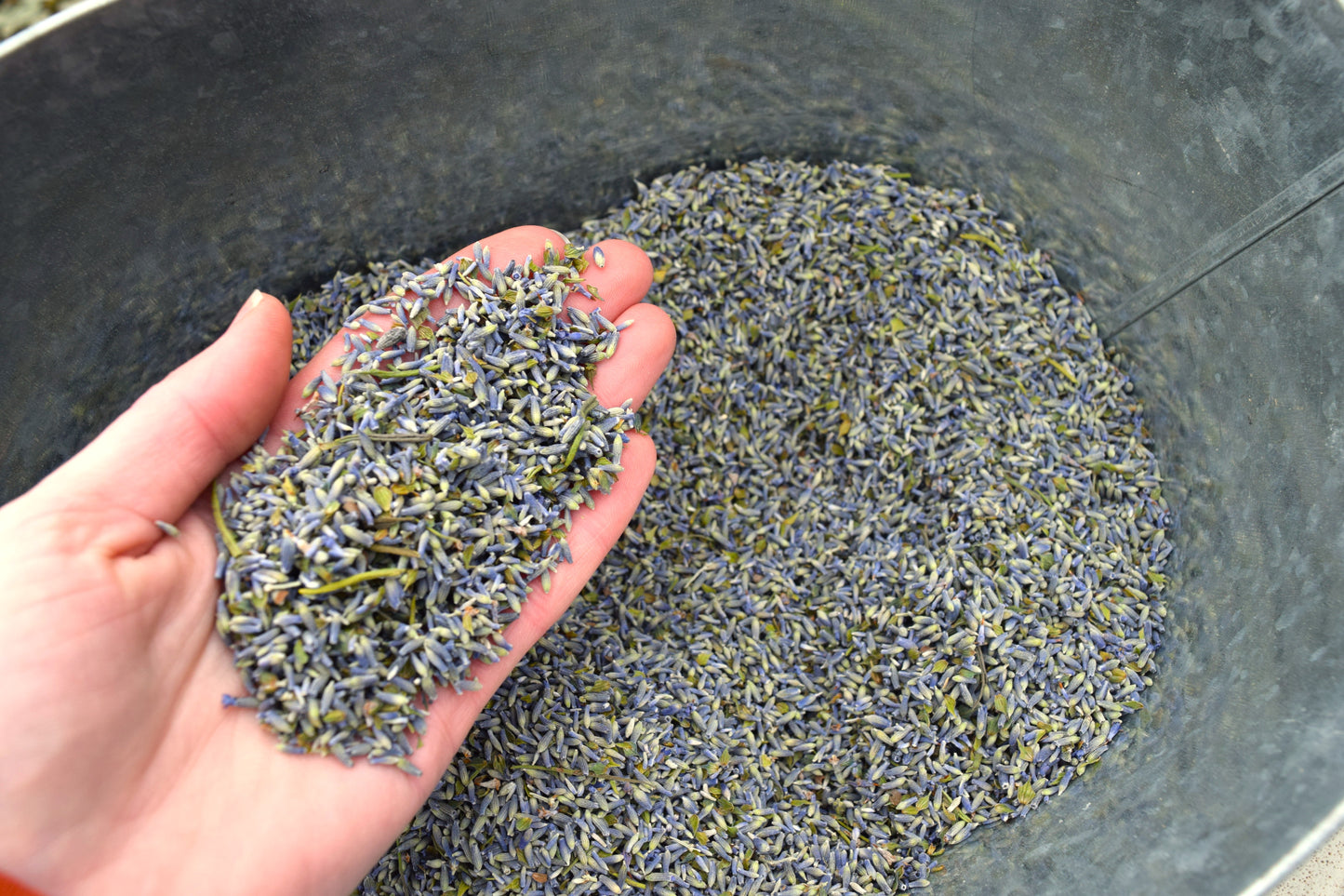 Dried Lavender 1lb Bulk Bag - Fragrant Field Blend - Aromatherapy Purple Flower Buds