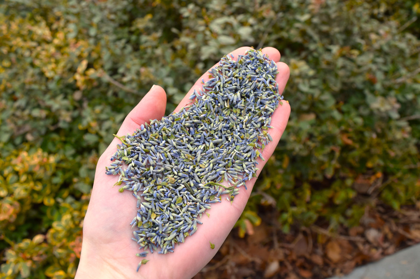 Dried Lavender 1lb Bulk Bag - Fragrant Field Blend - Aromatherapy Purple Flower Buds