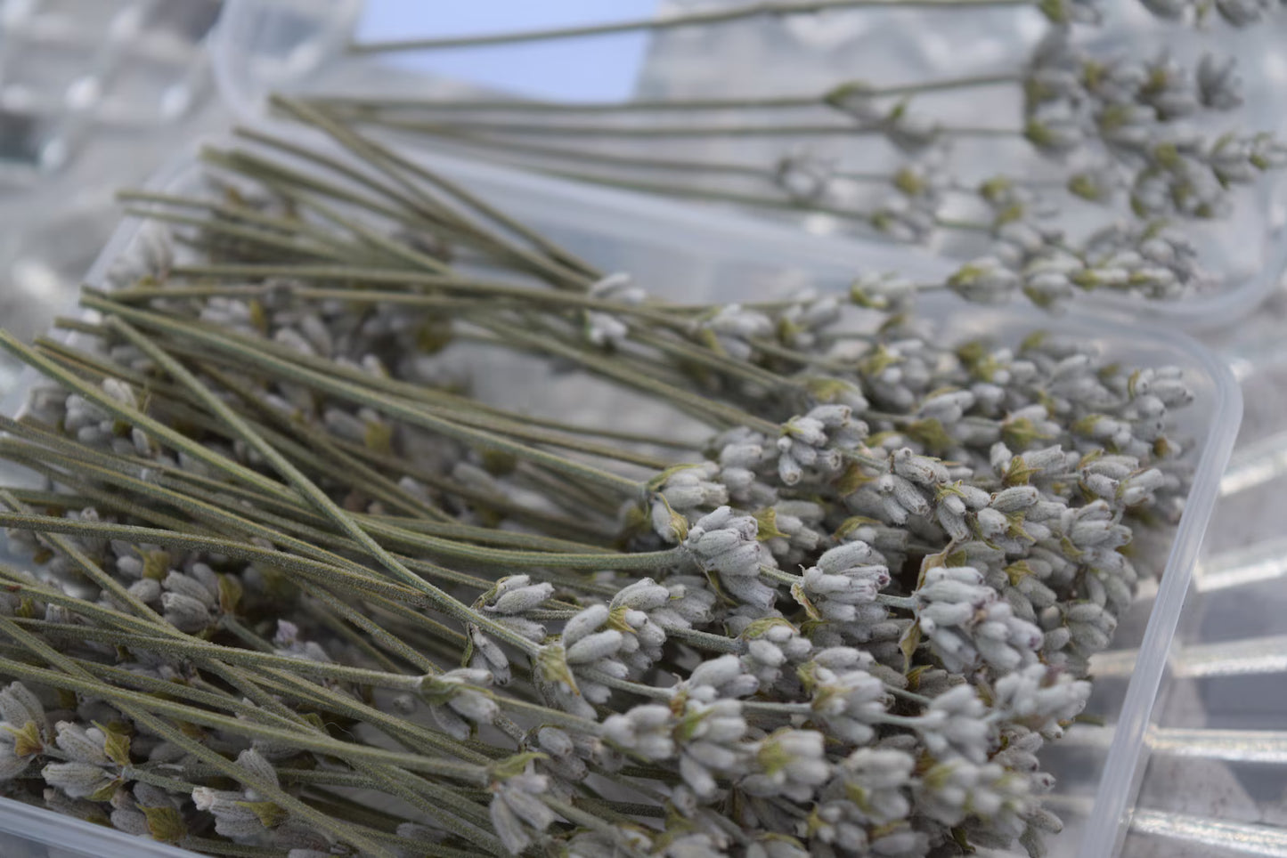 Lavender Culinary Cocktail Picks 50 Count 2 Sizes to Choose From Purple or White Specialty Drinks Garnish Topping