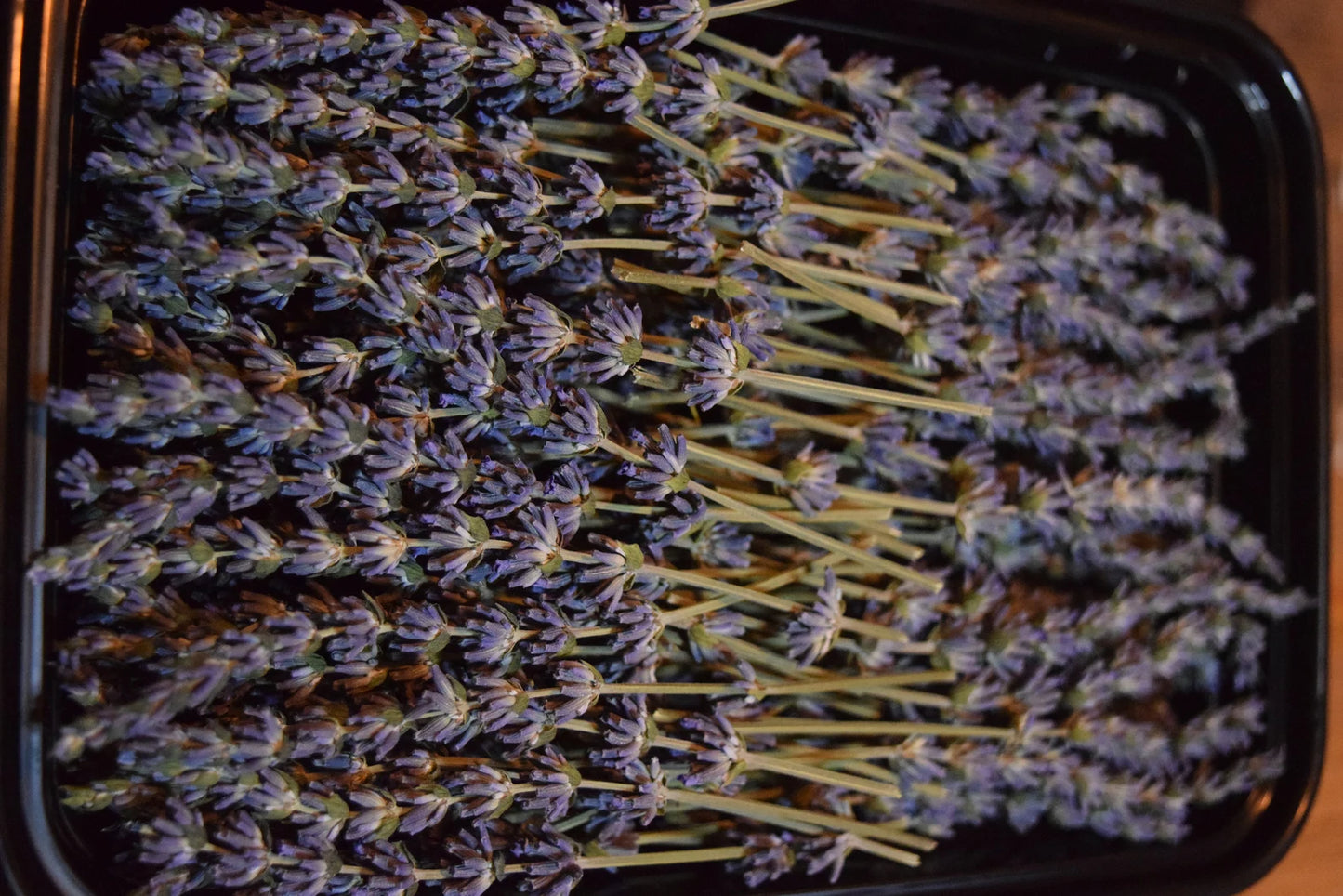 Lavender Decorative Accent Picks - 4" Long 100 Count or 150 Count